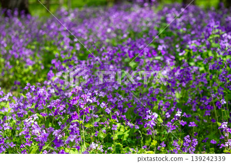 Purple wallflowers blooming profusely in the spring park Purple wallflowers blooming profusely in the spring park 139242339