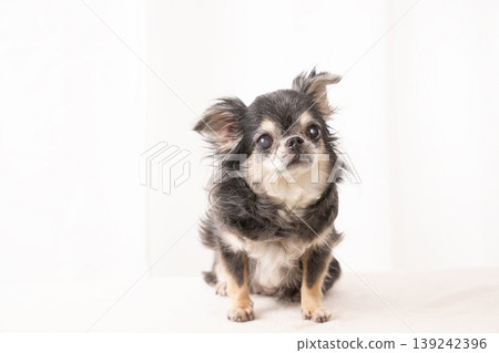 白色背景，吉娃娃犬 Kirara。 139242396