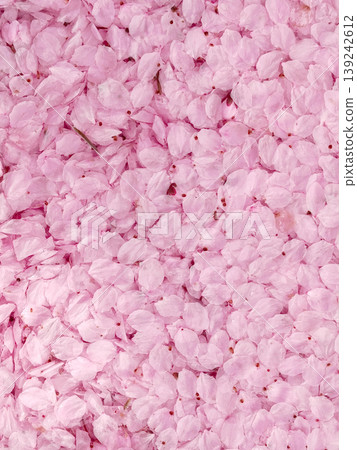 Sakura petal backgrounds Sakura petal backgrounds 139242612
