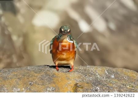 Kingfisher Kingfisher 139242622