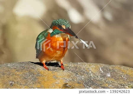 翠鳥 139242623
