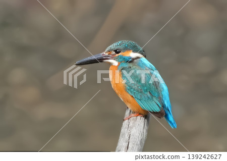 翠鳥 139242627