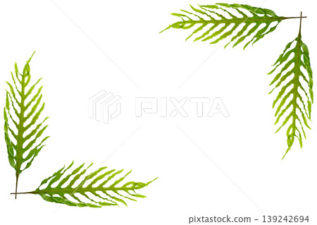 Oak-leaf fern frame 139242694