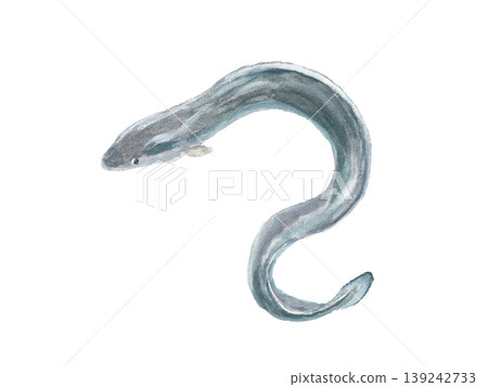An image illustration of an eel painted with watercolors. An image illustration of an eel painted with watercolors. 139242733