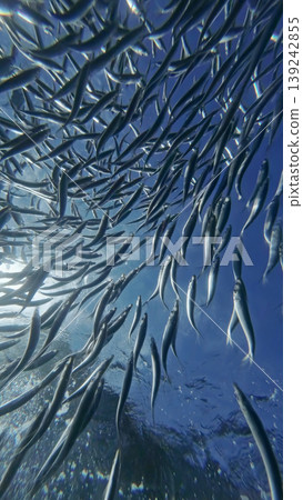 Underwater view of shoal sardine fish in sea Underwater view of shoal sardine fish in sea 139242855