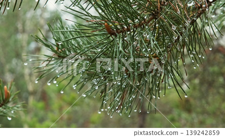 Larch branch with green needles covered in rain drops Larch branch with green needles covered in rain drops 139242859