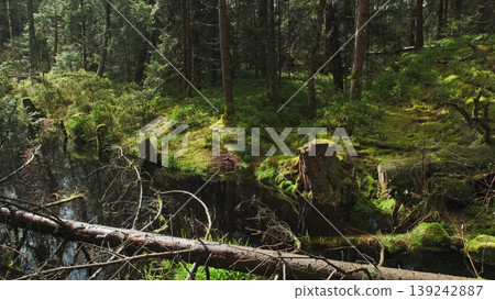 Bog and pine forest in sun nature landscape Bog and pine forest in sun nature landscape 139242887