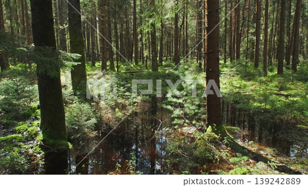 Bog and pine forest in sun nature landscape Bog and pine forest in sun nature landscape 139242889