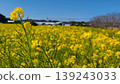 A field covered in rapeseed flowers 139243033