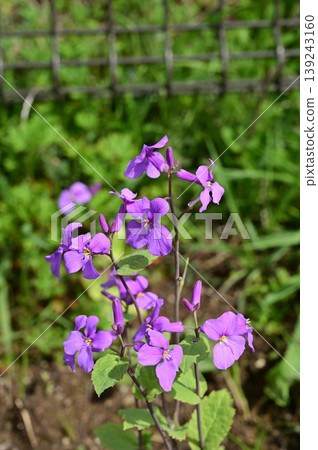 Purple flower (Brassicaceae family), genus *Epilobium* Purple flower (Brassicaceae family), genus *Epilobium* 139243160