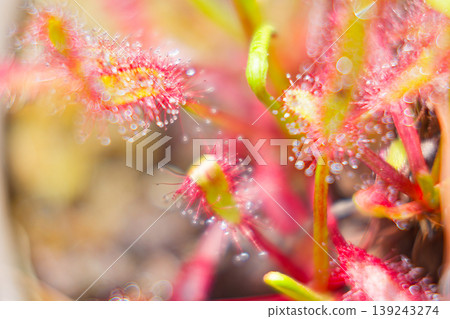 Carnivorous plant Carnivorous plant 139243274