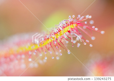 Carnivorous plant 139243275
