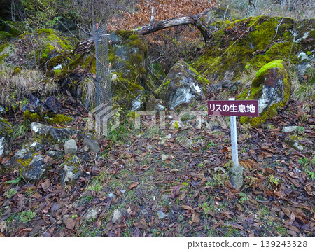 位於立山峽（兵庫縣朝佐市）遠足步道上的松鼠棲息地 139243328