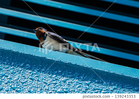 Swallows searching for food on a rooftop against a blue sky. Swallows searching for food on a rooftop against a blue sky. 139243353