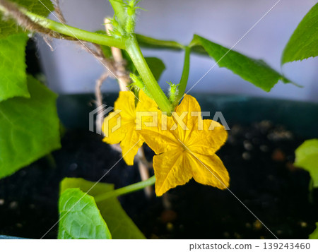 Yellow cucumber flower blooming on vine in garden. Close up of organic vegetable sprout growth. Gardening concept for plant cultivation, agriculture, nature, spring season, botany. 139243460
