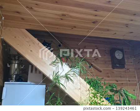 Black cat hiding on wooden stairs inside cozy rustic house. Domestic feline peeking from shadow under staircase in room with plant and wall clock. Interior design with timber wood. Black cat hiding on wooden stairs inside cozy rustic house. Domestic feline peeking from shadow under staircase in room with plant and wall clock. Interior design with timber wood. 139243461