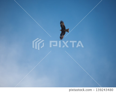 Black kite flying in the clear blue sky. Predatory bird soaring high. Wild animal in nature. Symbol of freedom and wildlife photography. Concept of aviation and observing birds in flight. 139243480