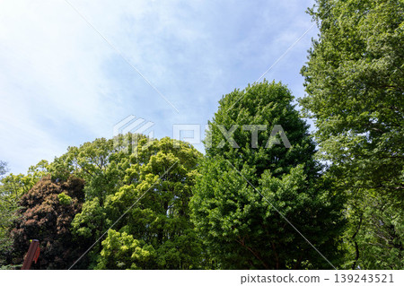 Landscape with green Landscape with green 139243521