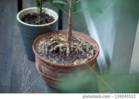 Houseplant in brown clay pot. Indoor gardening and plant care concept. Growth of green tree in flowerpot with organic soil. Home interior decoration and sustainable living hobby. Houseplant in brown clay pot. Indoor gardening and plant care concept. Growth of green tree in flowerpot with organic soil. Home interior decoration and sustainable living hobby. 139243522
