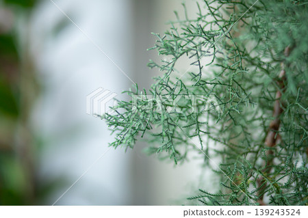 Green juniper branch close up. Conifer needle texture for nature background. Botanical evergreen foliage for winter holiday decor. Organic plant life detail for eco friendly design concept. Green juniper branch close up. Conifer needle texture for nature background. Botanical evergreen foliage for winter holiday decor. Organic plant life detail for eco friendly design concept. 139243524