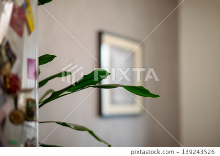 Green houseplant leaf in focus in a blurred living room. Interior decoration with a tropical plant. Domestic botanical setting for home comfort and minimalist apartment design concept. Green houseplant leaf in focus in a blurred living room. Interior decoration with a tropical plant. Domestic botanical setting for home comfort and minimalist apartment design concept. 139243526