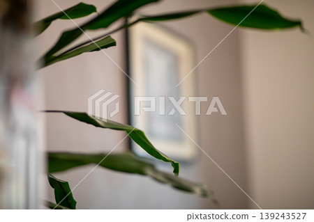 Green houseplant leaf in focus in a blurred living room. Interior decoration with a tropical plant. Domestic botanical setting for home comfort and minimalist apartment design concept. 139243527