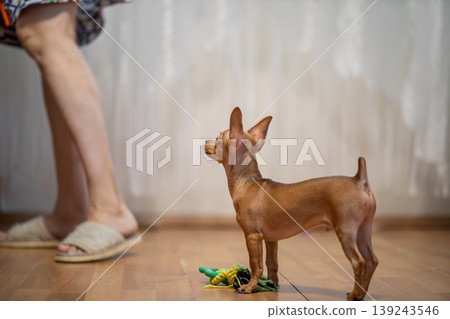 Toy terrier dog looking at a woman at home. Small puppy standing on the floor near its toy. Interaction between owner and pet in cozy apartment. Domestic animal and companion concept. 139243546