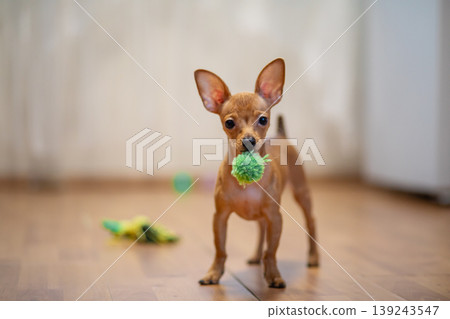 Small brown dog holding green toy ball in mouth. Puppy waiting to play at home. Domestic animal behavior and pet lifestyle. Cute canine friend standing on wooden floor, animal training. 139243547