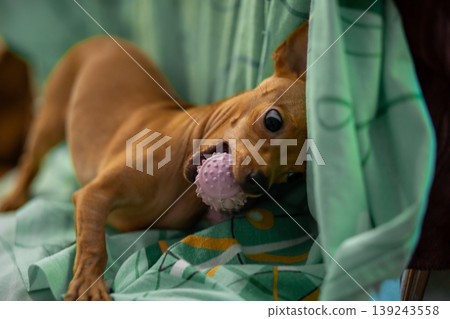 Small brown chihuahua dog biting violet rubber toy on bed. Cute puppy playing with chew bone. Domestic animal enjoying leisure time. Beloved pet relaxing at home indoors. Portrait. Small brown chihuahua dog biting violet rubber toy on bed. Cute puppy playing with chew bone. Domestic animal enjoying leisure time. Beloved pet relaxing at home indoors. Portrait. 139243558