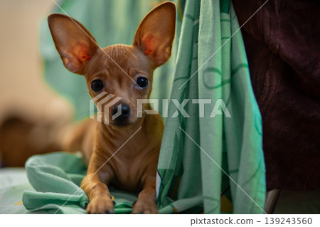 Small brown toy terrier puppy lying on a soft blanket. Cute domestic dog looking at camera with large ears. Portrait of a young pet in a cozy home environment. Canine companionship. 139243560