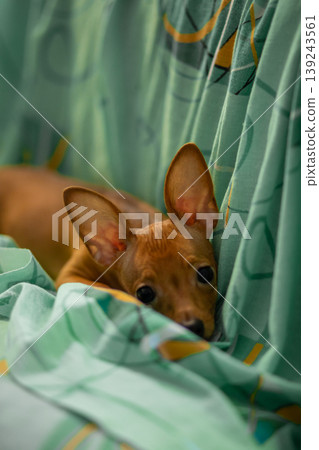 Small brown puppy lying on soft green fabric. Cute dog with large ears relaxing at home. Domestic animal resting on blanket. Concept of pet care, friendship and loyalty. Animal portrait. 139243561