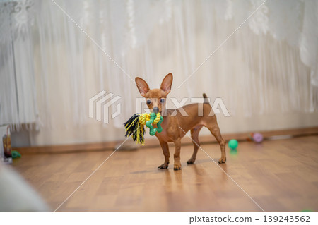 Small brown dog holding green toy ball in mouth. Puppy waiting to play at home. Domestic animal behavior and pet lifestyle. Cute canine friend standing on wooden floor, animal training. 139243562