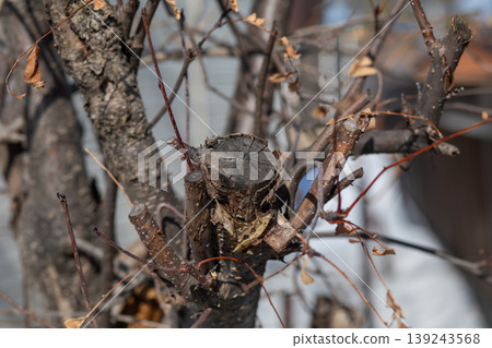 Pruned tree branch close-up. Gardener cutting result on woody trunk after winter trimming. Agriculture and nature maintenance concept for forest care and spring garden preparation work. Pruned tree branch close-up. Gardener cutting result on woody trunk after winter trimming. Agriculture and nature maintenance concept for forest care and spring garden preparation work. 139243568