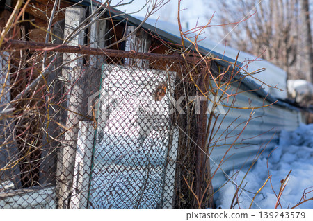 Old mirror leaning against rusty chain link fence in winter. Abandoned backyard scene with snow and bare branch on structure. Decaying architecture and forgotten object outdoor concept. 139243579