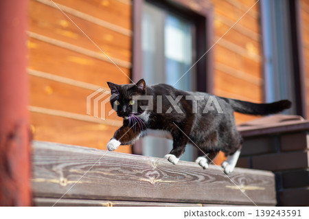 Black and white cat standing on a wooden fence. Pet walking on a perimeter wall in a garden. Domestic animal enjoying sunny day in rural backyard. Wildlife and pet photography concept. Black and white cat standing on a wooden fence. Pet walking on a perimeter wall in a garden. Domestic animal enjoying sunny day in rural backyard. Wildlife and pet photography concept. 139243591