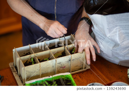 Senior woman planting young sprout in seedling tray. Gardener caring for small plant in container. Concept of gardening hobby, sustainable agriculture, and spring growth at home. 139243690