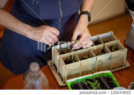 Senior woman planting young tomato seedling in plastic tray. Elderly gardener working with soil and plant sprout at home. Hobby of gardening, sustainable living and home agriculture concept. 139243692