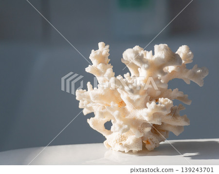 White coral skeleton sculpture on a surface. Marine nature and aquatic life object. Decorative element for interior design or natural history study. Coastal theme and ocean aesthetic. 139243701