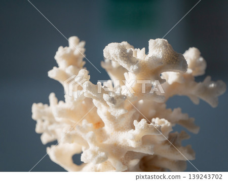 White coral branch isolated on background. Natural sea skeleton structure for home decoration. Macro detail of marine organism for environmental conservation concept and ocean display. 139243702