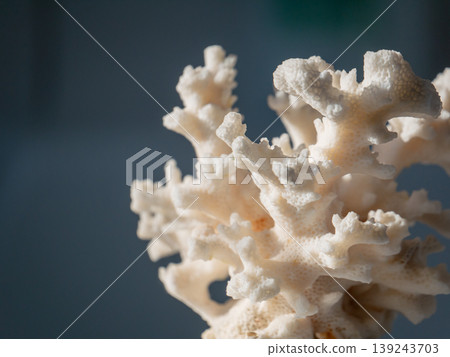 White coral skeleton close-up. Dried marine organism for interior decoration. Texture of skeletal structure of sea polyp. Concept of ocean ecosystem and environmental nature preservation. White coral skeleton close-up. Dried marine organism for interior decoration. Texture of skeletal structure of sea polyp. Concept of ocean ecosystem and environmental nature preservation. 139243703