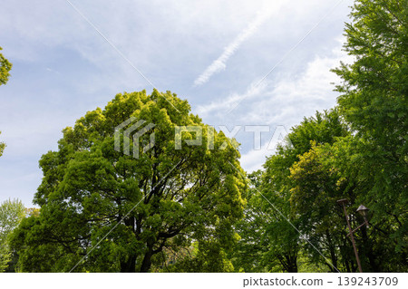 Green trees stand out against the early summer sky Green trees stand out against the early summer sky 139243709