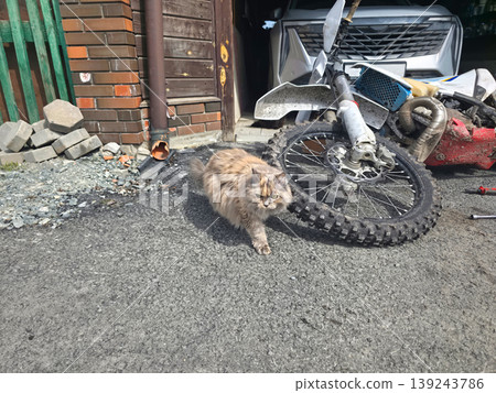 Fluffy tortoiseshell cat walking near a dirty offroad motorcycle in a garage driveway. Domestic pet feline exploring outdoors near transport vehicle. Animal home life and hobby concept. Fluffy tortoiseshell cat walking near a dirty offroad motorcycle in a garage driveway. Domestic pet feline exploring outdoors near transport vehicle. Animal home life and hobby concept. 139243786