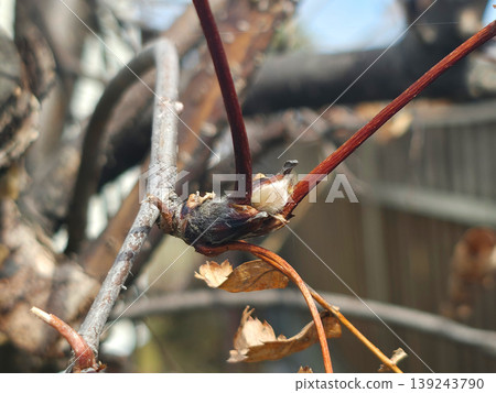Developing tree bud on branch during early spring. Nature awakening after winter season. Macro view of plant growth, life cycle and renewal. Botanical detail in outdoor garden. Developing tree bud on branch during early spring. Nature awakening after winter season. Macro view of plant growth, life cycle and renewal. Botanical detail in outdoor garden. 139243790
