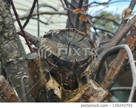 Cut tree trunk showing growth rings. Pruned branch from an old apple tree in a garden. Concept of forestry, environmental ecology, decay and nature preservation in rural landscape. Cut tree trunk showing growth rings. Pruned branch from an old apple tree in a garden. Concept of forestry, environmental ecology, decay and nature preservation in rural landscape. 139243791