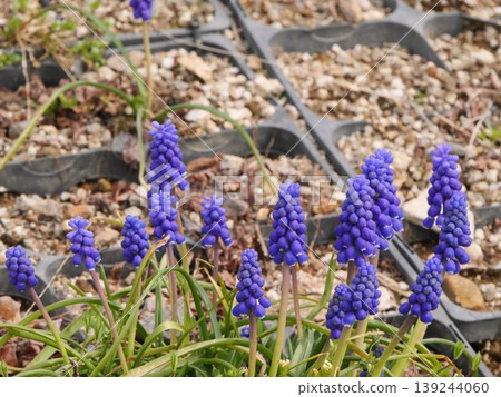 Muscari flowers blooming in the spring sunshine Muscari flowers blooming in the spring sunshine 139244060