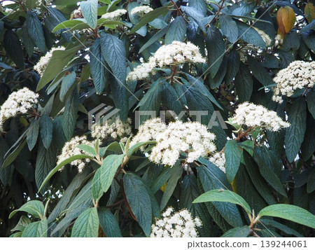 Viburnum rhytidophyllum or leatherleaf viburnum is species of flowering plant in Viburnaceae. Vigorous, coarsely textured evergreen shrub with fragrant creamy-white flowers bloom in cluster in spring. Viburnum rhytidophyllum or leatherleaf viburnum is species of flowering plant in Viburnaceae. Vigorous, coarsely textured evergreen shrub with fragrant creamy-white flowers bloom in cluster in spring. 139244061