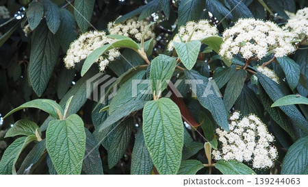 Viburnum rhytidophyllum or leatherleaf viburnum is species of flowering plant in Viburnaceae. Vigorous, coarsely textured evergreen shrub with fragrant creamy-white flowers bloom in cluster in spring. 139244063