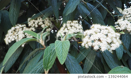 Viburnum rhytidophyllum or leatherleaf viburnum is species of flowering plant in Viburnaceae. Vigorous, coarsely textured evergreen shrub with fragrant creamy-white flowers bloom in cluster in spring. 139244064