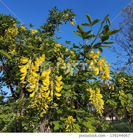Laburnum anagyroides Cytisus laburnum, common laburnum, golden chain or golden rain, is a species of flowering plant in the subfamily Faboideae, and genus Laburnum. Yellow flowers in spring. Blue Sky Laburnum anagyroides Cytisus laburnum, common laburnum, golden chain or golden rain, is a species of flowering plant in the subfamily Faboideae, and genus Laburnum. Yellow flowers in spring. Blue Sky 139244067