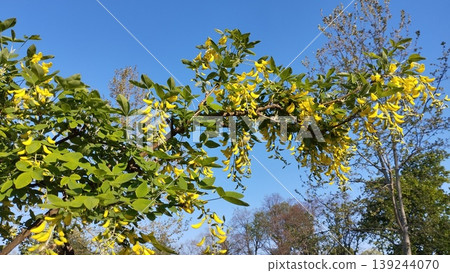 Laburnum anagyroides Cytisus laburnum, common laburnum, golden chain or golden rain, is a species of flowering plant in the subfamily Faboideae, and genus Laburnum. Yellow flowers in spring. Blue Sky Laburnum anagyroides Cytisus laburnum, common laburnum, golden chain or golden rain, is a species of flowering plant in the subfamily Faboideae, and genus Laburnum. Yellow flowers in spring. Blue Sky 139244070